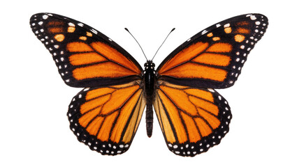 Naklejka premium Vibrant Monarch Butterfly with Orange Wings and Black Spots