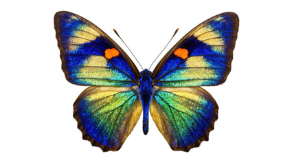 Vibrant Blue Green Butterfly with Orange Spots and Textured Wings © Maria