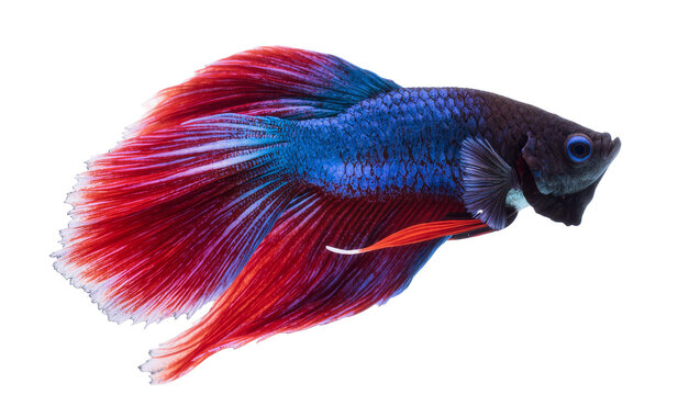 Vibrant Blue and Red Halfmoon Betta Fish with Flowing Fins