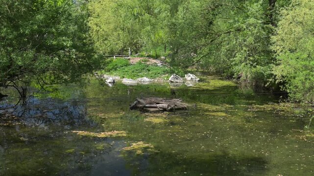 Green riverside landscape with clear water, algae patches, rocks and overhanging trees on a quiet spring day in Morges, Switzerland.
