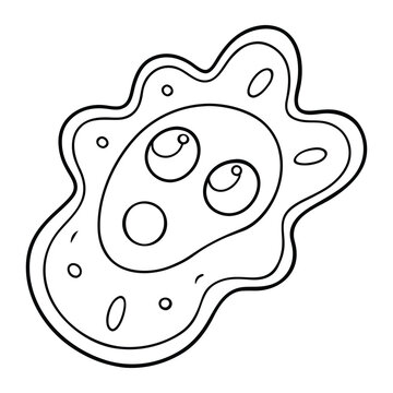 Amoeba proteus is a single-celled organism with an irregular shape. It has a flexible membrane, cytoplasm, nucleus, and pseudopodia used for movement and feeding.
