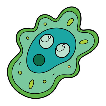 Amoeba proteus is a single-celled organism with an irregular shape. It has a flexible membrane, cytoplasm, nucleus, and pseudopodia used for movement and feeding.
