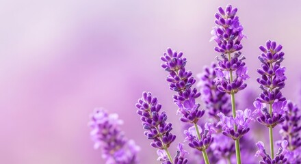 Obraz premium Lavender blooms a soft purple floral arrangement with blurred background