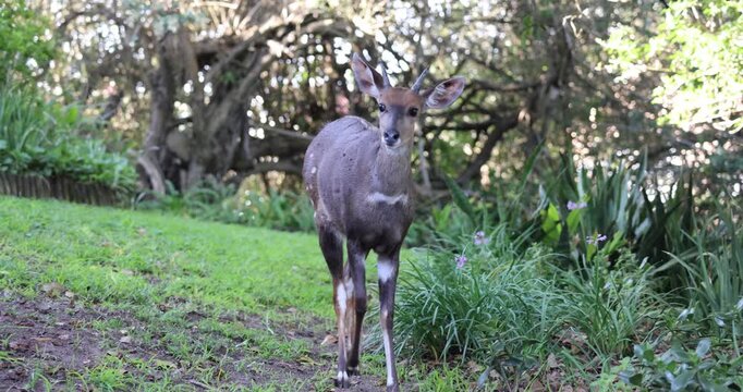 Buck in the wild garden