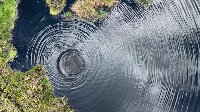 &ldquo;Nature's dance: The perfect concentric circles created by a coot gliding across the surface of still water. A harmony of stillness and movement.&rdquo;