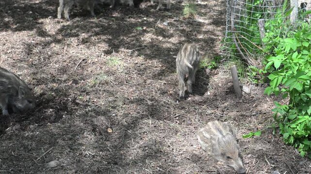 Group of wild boars rooting in dirt and leaf litter inside a fenced woodland enclosure.