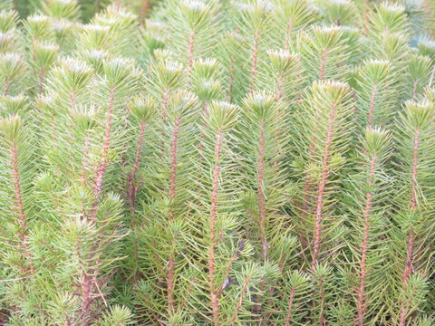 small pine trees to plant and reforest the mountain