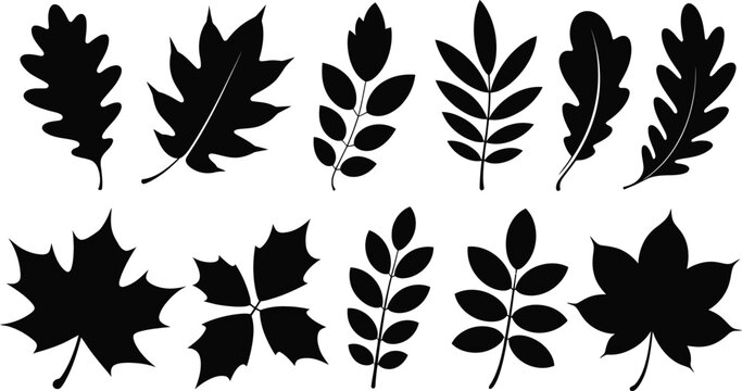 Set of black leaf silhouettes featuring various tree species like oak maple and rowan for autumn and nature themed designs.