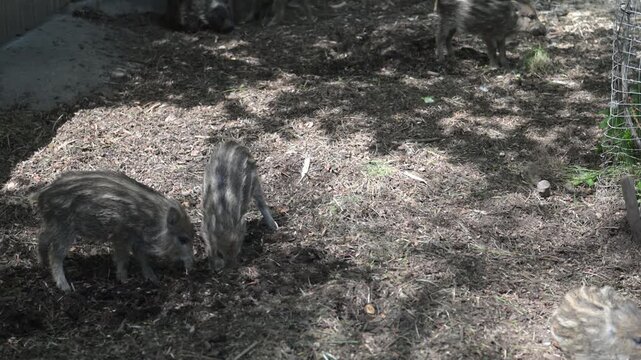Young wild boars rooting in leaf litter and soil in dappled sunlight.