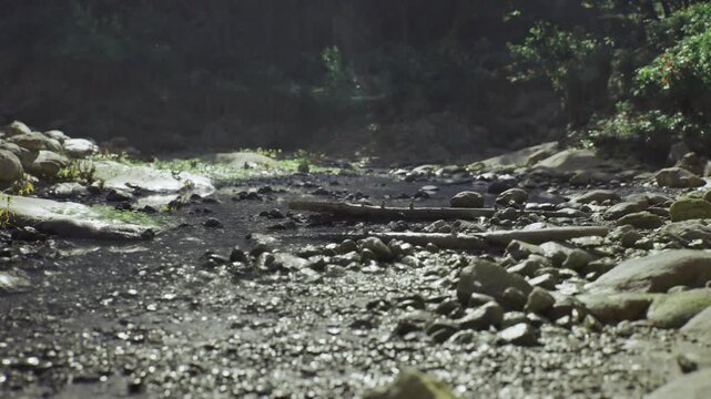 shadowed riverbed lined with uneven stones and scattered driftwood, strong contrast between sunlit patches and deep shade, cool color palette and quiet