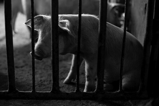 Pigs that are reared in the paddock, as the culprit that offense was detained in prison.