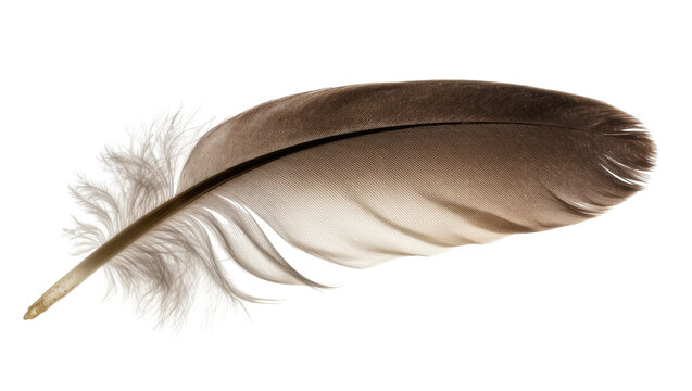 Long brown feather with fluffy base and delicate barbs
