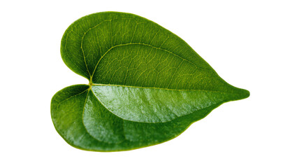 Obraz premium Vibrant green two-leaf clover plant close-up view