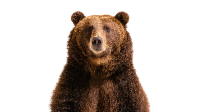 Brown Grizzly Bear Portrait with Thick Fur and Dark Eyes