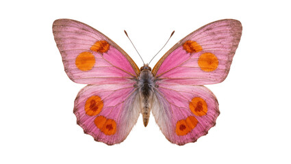 Pink butterfly with orange spots on wings, symmetrical view © Natalia