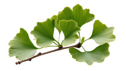Vibrant Ginkgo Branch with Fan-Shaped Green Leaves and Twigs © Natalia