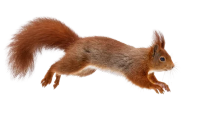 Fototapeten Eichhörnchen Red Squirrel Leaping Mid-Air with Fluffy Tail and Whiskers  © Natalia