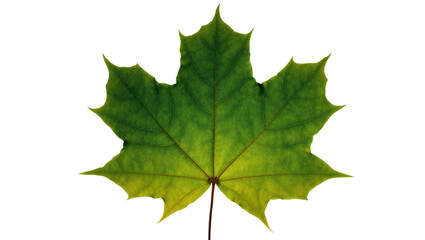 Fototapeta premium Vibrant green Maple leaf with prominent veins and stem