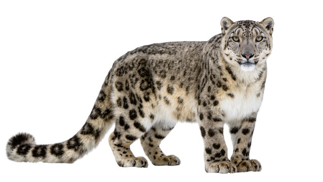 Spotted Snow Leopard Standing Alert with Furry Tail and Paws