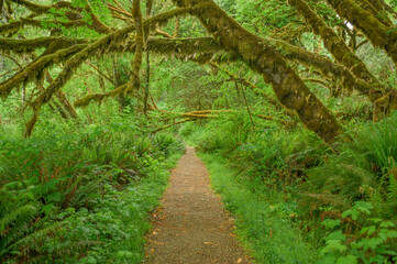 Obraz premium Sun-Dappled Path in Mossy Forest