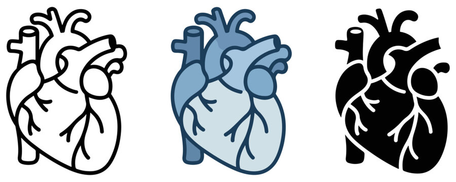 human heart anatomy healthcare icon