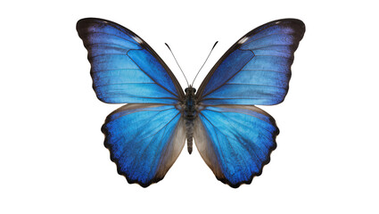 Vibrant blue morpho butterfly with intricate wing patterns, isolated on transparent background © Aliona