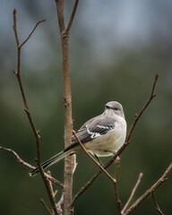 Fototapeta premium Northern Mockingbird perched on bare branches with a soft green background, showing gray and white plumage in natural light with sharp detail and a calm, minimalist composition.