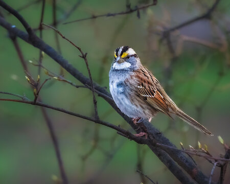 White-throated sparrow perched on a branch, showing distinctive yellow lores and crisp plumage against a soft green woodland background in gentle natural light.