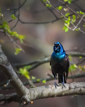 Common Grackle perched on a tree branch, displaying iridescent blue and purple plumage with an open beak, set against a soft, blurred woodland background.