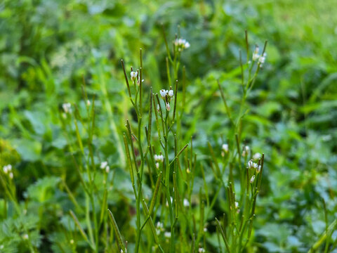 Hairy Bittercress (Cardamine Hirsuta) Weed Growing in Lawn Garden