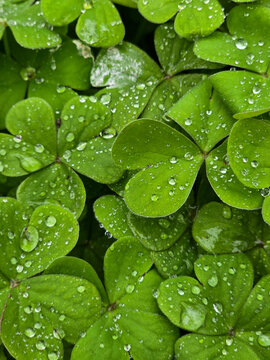 A close-up of green clover leaves covered with water droplets