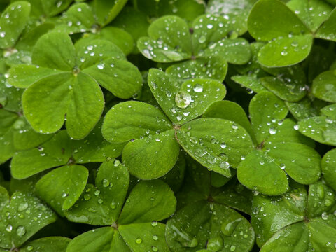 Vibrant green shamrock leaves covered in fresh morning dew drops