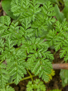 Close up of vibrant green pinnate leaves of a wild meadow plant in spring