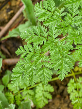 Close up of green cow parsley leaf