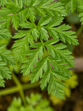 Close up of a green leaf