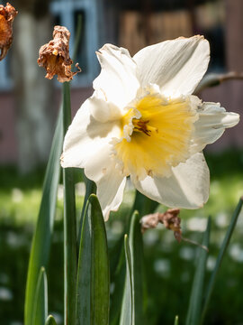 White and yellow daffodil flower in a sunny garden