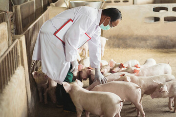 Asians Veterinary , perform health checks and records piglets. Farms Pig. © Indy  Studio