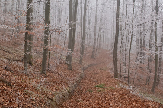 Misty woodland trail with soft light and atmospheric mood