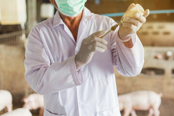 Farms Pig, Veterinary Asians working in pig farms. Vaccinated pigs. © Indy  Studio