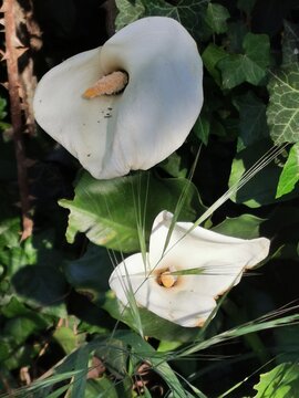 photographie de plusieurs arum qui ont &eacute;clos de fleurs blanches et qui sont situ&eacute;s dans un feuillage verdoyant	
