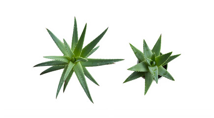 Fototapeta premium Aloe Vera Plants Pair Succulent With Transparent Background 
