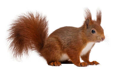 Fototapeta premium Fluffy red squirrel with bushy tail, isolated on transparent background