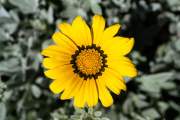 Obraz premium Bright yellow flower blooming in a garden during daytime with greenery around
