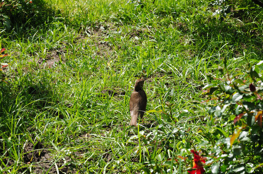 Song thrush, Turdus philomelos