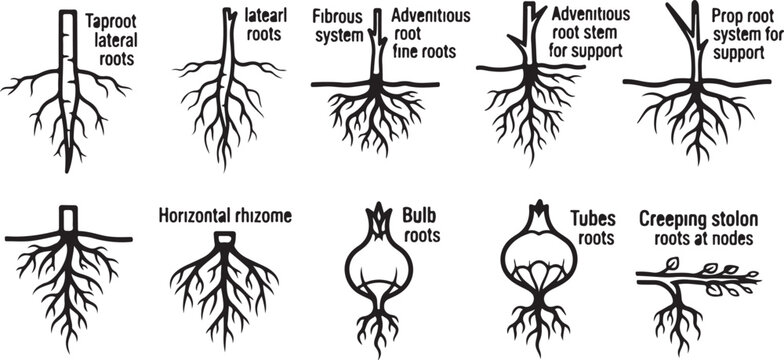 Types of root systems in plants and trees diagram Vector