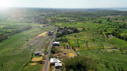 Stunning overhead panorama of Lombok tobacco crops with lush leafy plants rolling hills and rural farming landscape © jovannig