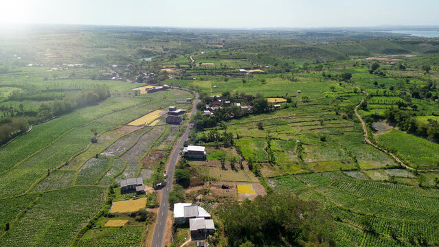 Stunning overhead panorama of Lombok tobacco crops with lush leafy plants rolling hills and rural farming landscape