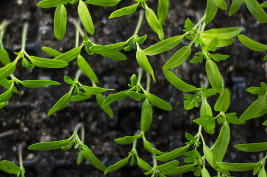 Top view of young tomato seedlings in a nursery tray. Green sprouts pattern.
