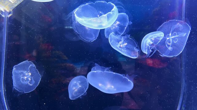 Close up selective focus of glowing translucent moon jellyfish swimming gracefully underwater in a deep blue aquarium tank. Beautiful abstract marine life background with calm fluid motion.