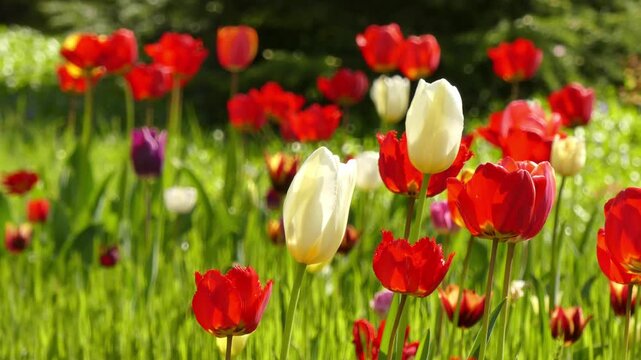 A tulip field in a spring park